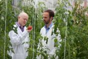Tomato’s Genome Sequence Finally Cracked!